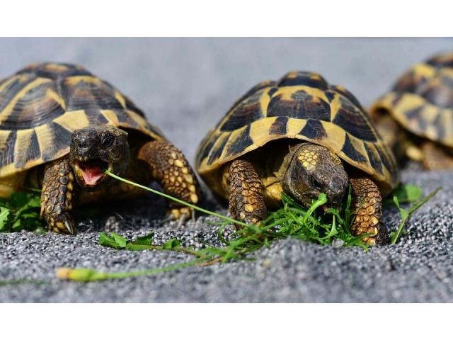 Cède tortues terrestres Testudo Hermmani Hermann