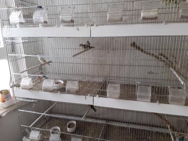 Chardonneret parva