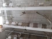Annonce Chardonneret parva