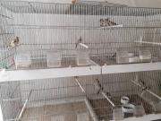 Annonce Chardonneret parva