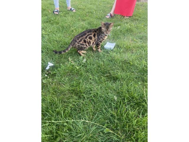 Chat bengal adulte à vendre