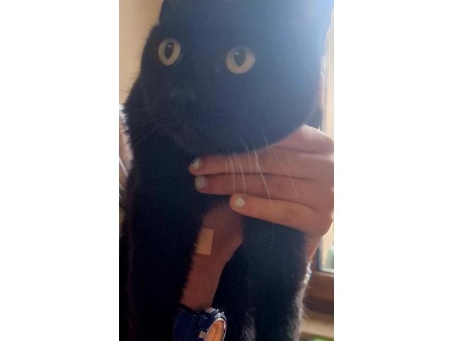 Chat femelle noire