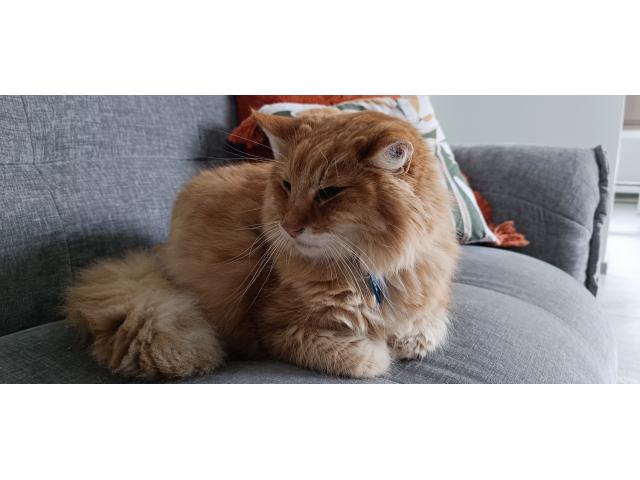 Chat mâle norvégien