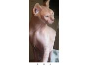 Annonce Chat mâle pour saillie pour 2 semaines