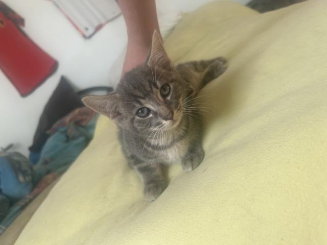 Chaton a donner