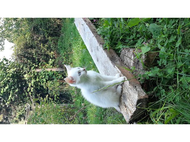Chaton à donner