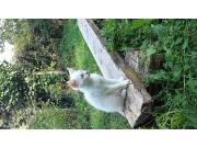 Annonce Chaton à donner