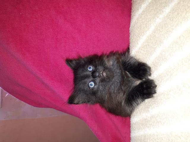 chaton angora turc noir yeux bleus
