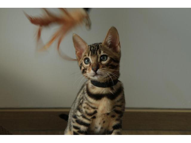 Chaton Bengal