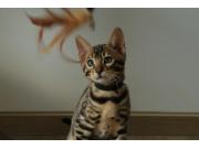 Annonce Chaton Bengal