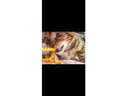 Annonce Chaton bengal de 5 mois en ordre de tout les vaccins + carnet .
