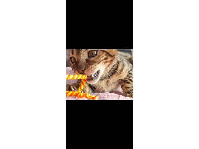 Chaton bengal de 5 mois en ordre de tout les vaccins + carnet .