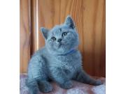 Annonce Chaton british pur race Sevré & Vaccinée