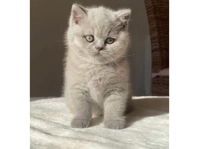 Photo chaton british shorthair (Noel approche a grand pas) image 1/3
