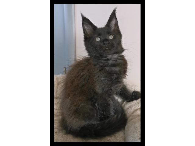 Chaton femelle maine coon black
