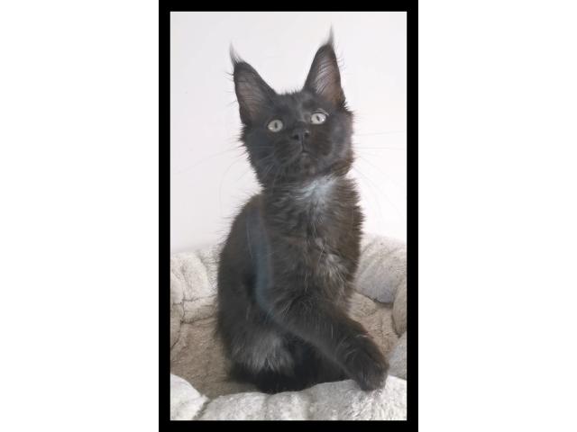 Chaton Femelle maine coon black smoke