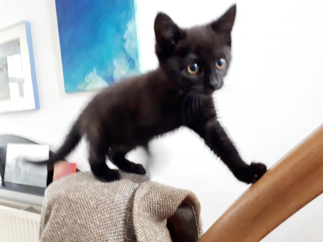 chaton femelle noire deux mois à donner
