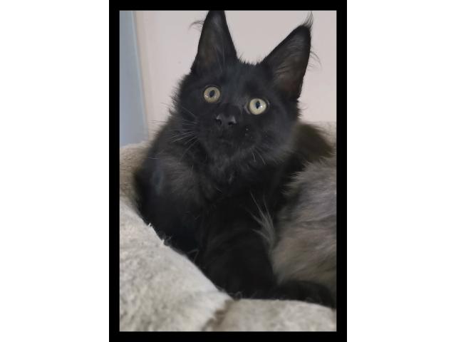 Chaton maine coon