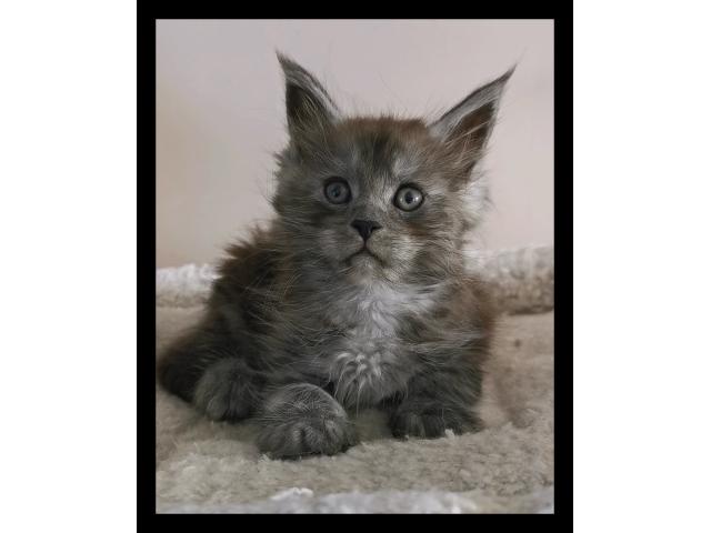 Chaton maine coon