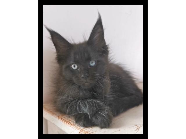 Chaton maine coon