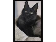 Annonce Chaton maine coon