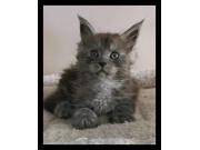 Annonce Chaton maine coon