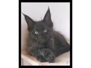 Annonce Chaton maine coon