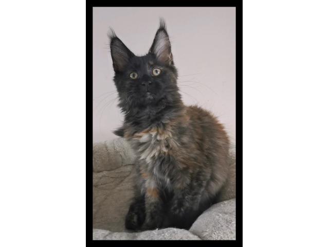 Chaton maine coon disponible de suite