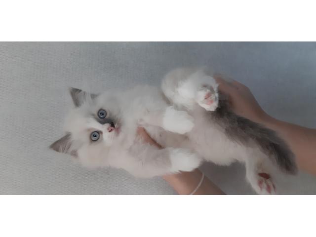 Chaton Ragdoll mâle