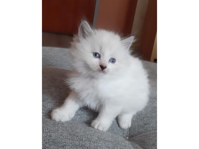 Chaton ragdoll mâle et femelles