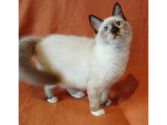 chaton x persan sacre de Birmanie