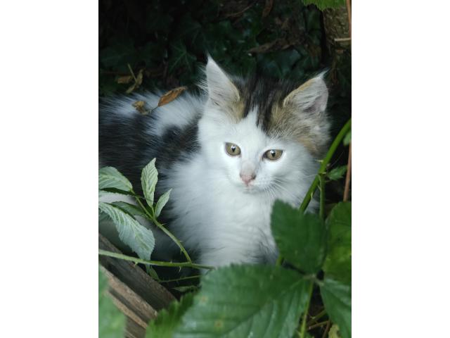 Chatons a donner