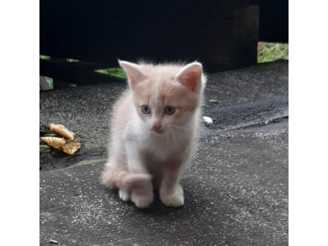 Chatons a donner