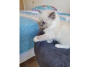 Annonce Chatons angora turc disponibles dès maintenant