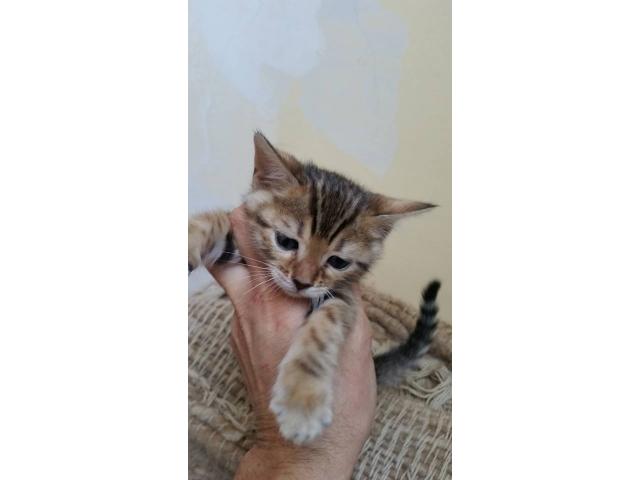 Photo chatons bengal a reserver image 1/1
