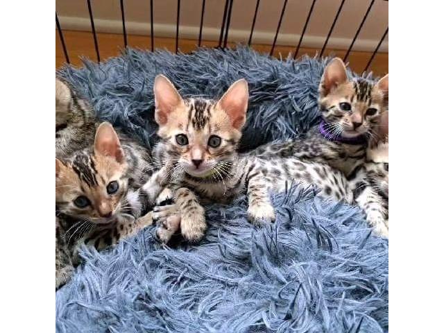Chatons bengals