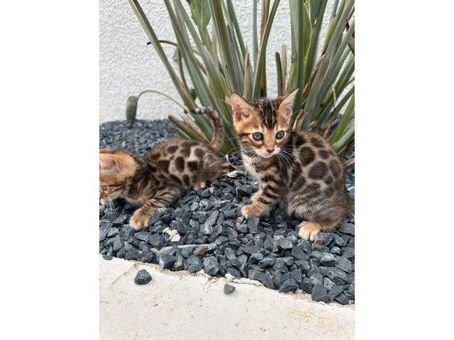 Chatons bengals - hk20233564