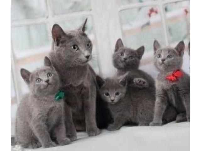 Chatons bleu russe pure race déjà sevrés
