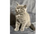 Annonce Chatons British shorthair