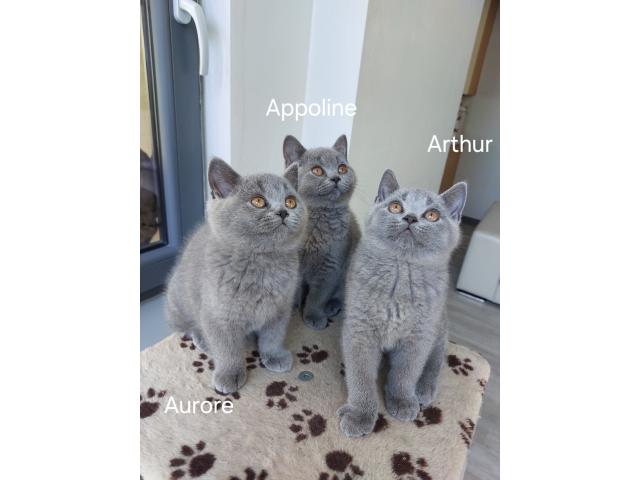 Chatons british Shorthair bleus