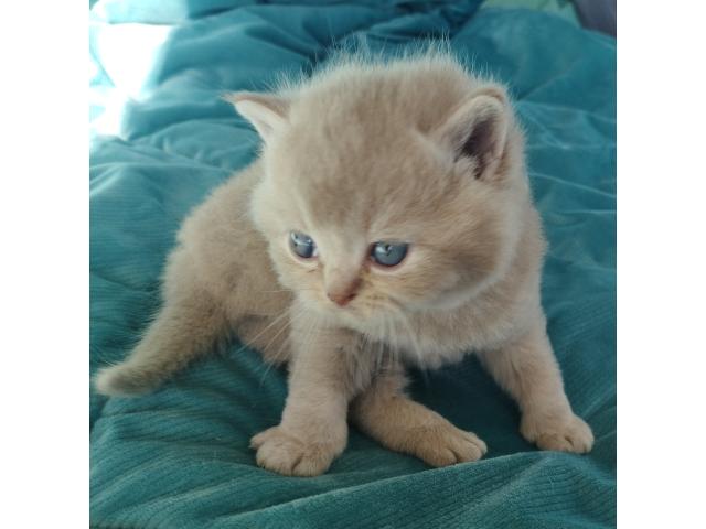 Chatons British Shorthair fawn à réserver