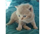 Annonce Chatons British Shorthair fawn à réserver