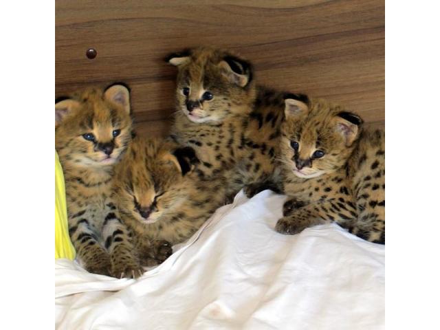 Photo chatons caracal ,serval et savannah f1 en vente image 1/5
