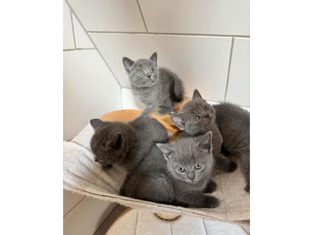 Photo Chatons chartreux image 1/3