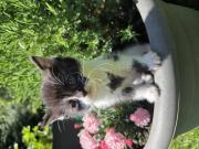Annonce Chatons cherche famille pour la vie