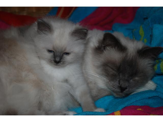 chatons disponibles