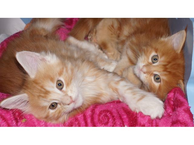 Photo Chatons Maine Coon image 1/3