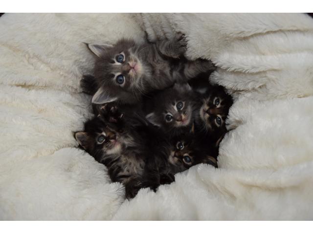 Photo Chatons Maine Coon image 1/6