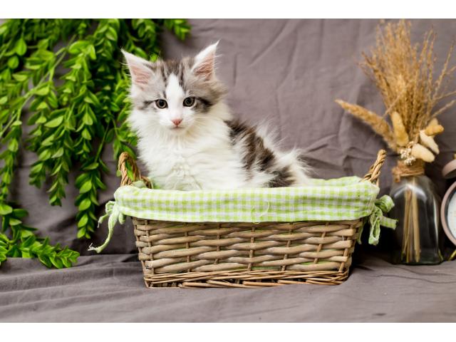Chatons Maine Coon à vendre (pédigrée)