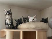 Annonce Chatons Maine Coon